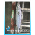 Top Grade Frozen Pacific Mackerel